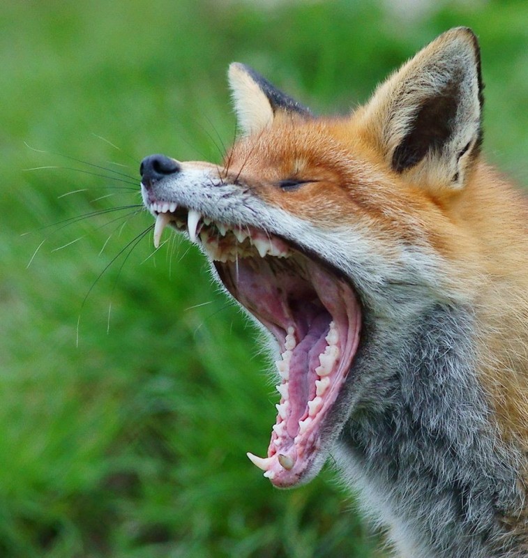 Create meme: mad fox, Fox , Fox rabies