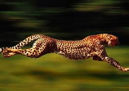 Создать мем: гепард бег, гепард самое быстрое животное в мире, животные гепард
