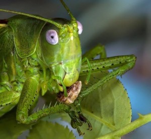 Создать мем: зелёный кузнечик, саранча кузнечик жук, chlorobalius leucoviridis