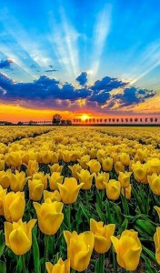 Create meme: yellow tulips, tulips, field of tulips