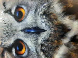 Глаза Совы Фото