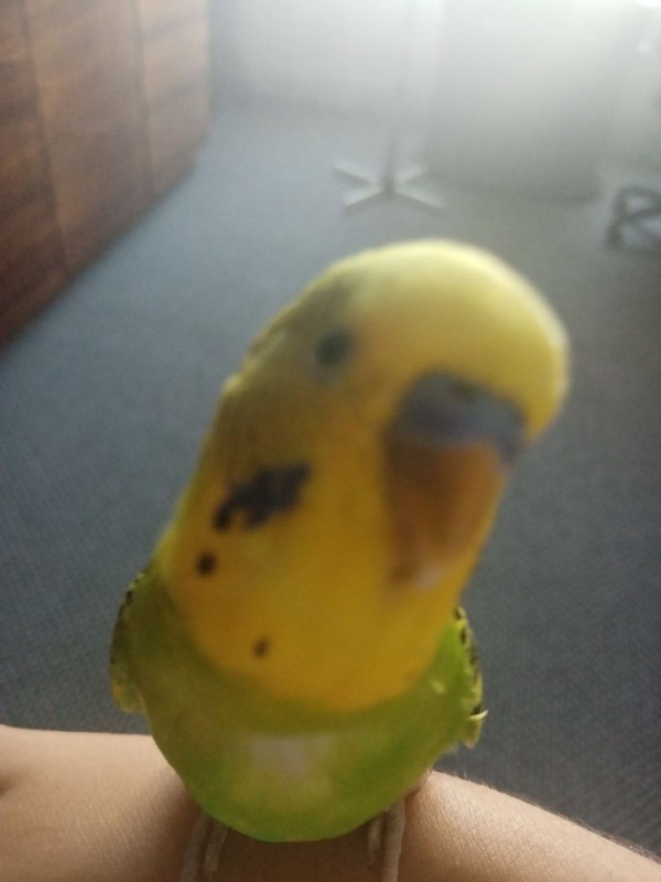 Create meme: parrot , female parrot, wavy parrot male