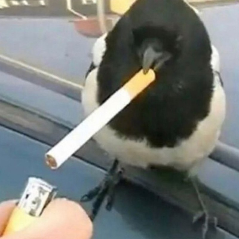 Создать мем: ворона с сигаретой, голубь с сигаретой, птица курит