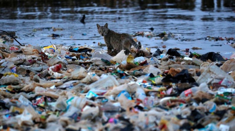 Create meme: waste bricks, plastic pollutes nature, A cat in the trash