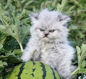 Create meme: angry cat, kitten and a watermelon, evil kitty