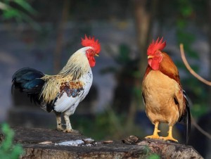 Create meme: Cockerel, chicken cock, beautiful cock