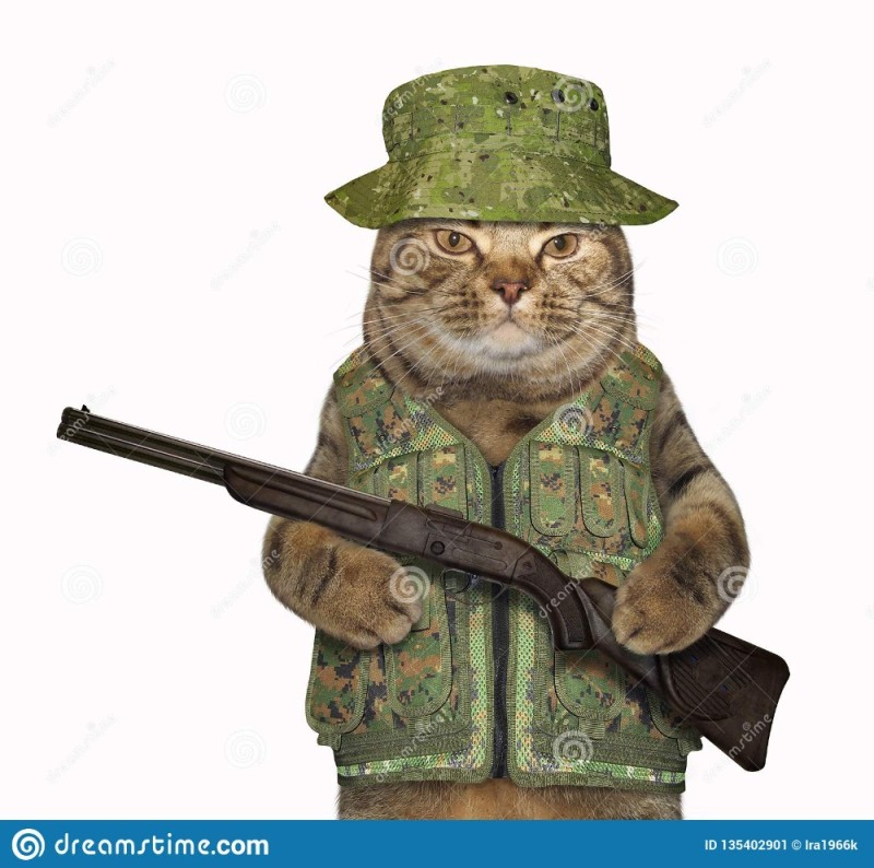 Create meme: hunting cat, a cat in a military helmet, the cat in the form