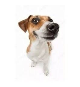 Create meme: Jack Russell, dog Jack Russell Terrier