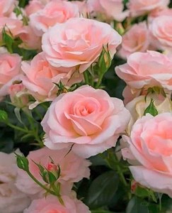 Create meme: floribunda, rose floribunda