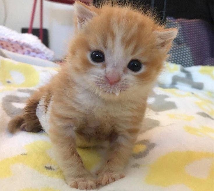 Create meme: cat ginger, kitties , sad red kitten