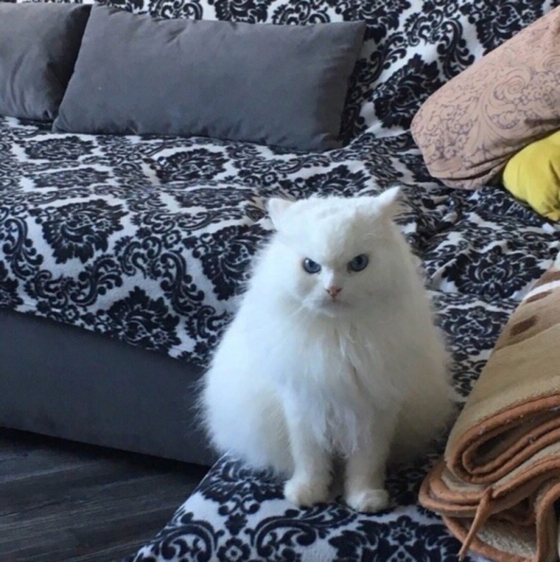Create meme: cat , Persian cat , the evil white cat