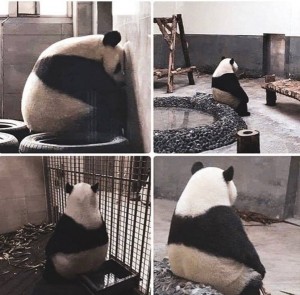 Создать мем: я панда, панда милая, традиционные «мемы дня»