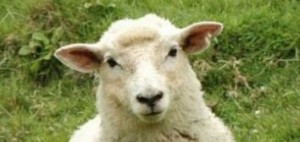 Create meme: sheep, sheep, photo of the muzzle of the sheep