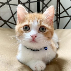Create meme: adorable kittens, cats, cute cat