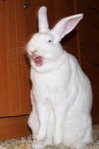Create meme: where to buy rabbit white giant in Orenburg, white giant, the rabbits breed terronska white