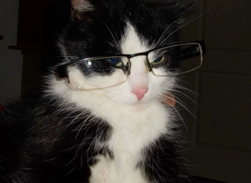 Create meme: cat in glasses , cat with glasses, A kitten with glasses