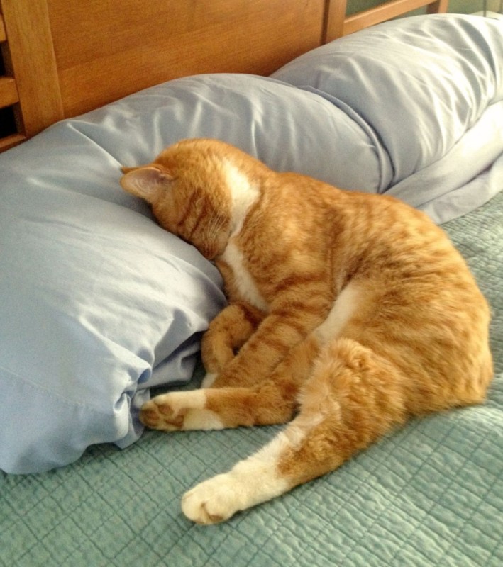 Создать мем: уставший котик, сонный котик, сонный кот