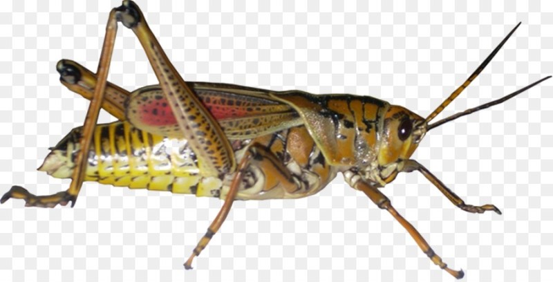Create meme: grasshopper without background, brown grasshopper, grasshopper insect 
