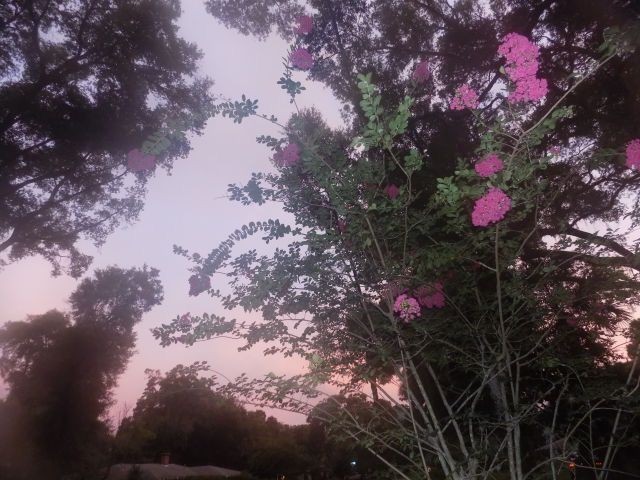 Create meme: flowers , pink sky in a meadow of flowers, Indian flowers