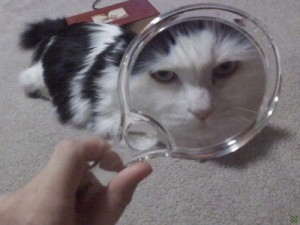 Создать мем: котэ, домашнее животное, Кот с увеличительным стеклом