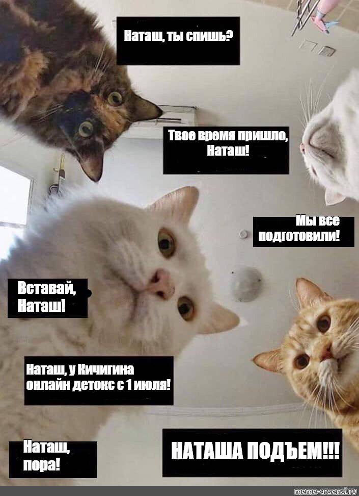 Мем кот можно. Наташа вставай пора на работу. Мемы с котами. Наташа Мем. Кот Мем.