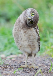 Create meme: owl, the owl tilted his head, passerine sychik