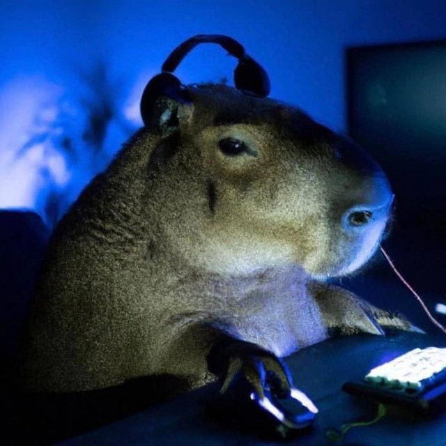 Create meme: capybaras , telegram, tiktok viral