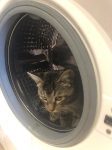Создать мем: коты, кот космонавт в стиральной машине, кошки