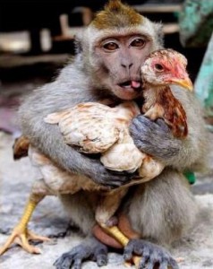 Create meme: funny animal, singing rooster, monkey bird