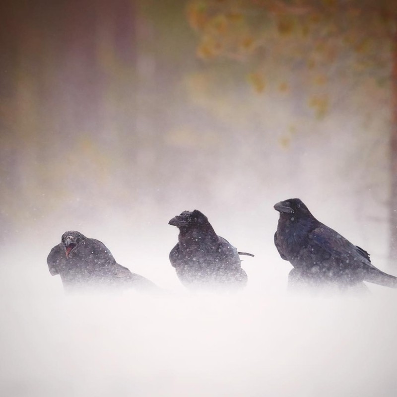 Create meme: birds , black raven bird, bird crow