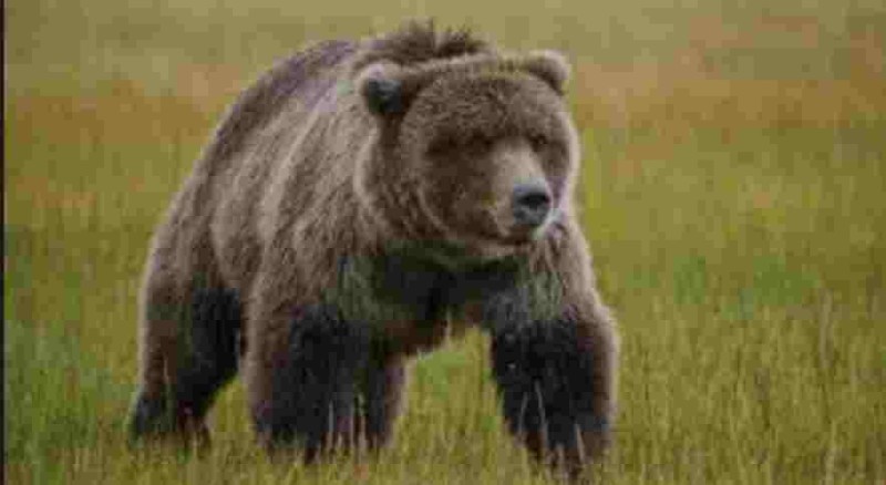 Create meme: brown bear brown bears, alaskan brown bear, brown bear