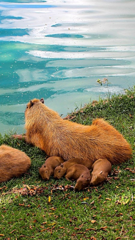 Create meme: capybara cub, big capybara guinea pig, capybaras in the Moscow zoo