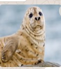 Создать мем: удивленный тюлень, морской котик милый, морской котик тюлень нерпа