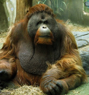 Create meme: bernaski orangutan, orangutan monkey, monkey orangutan