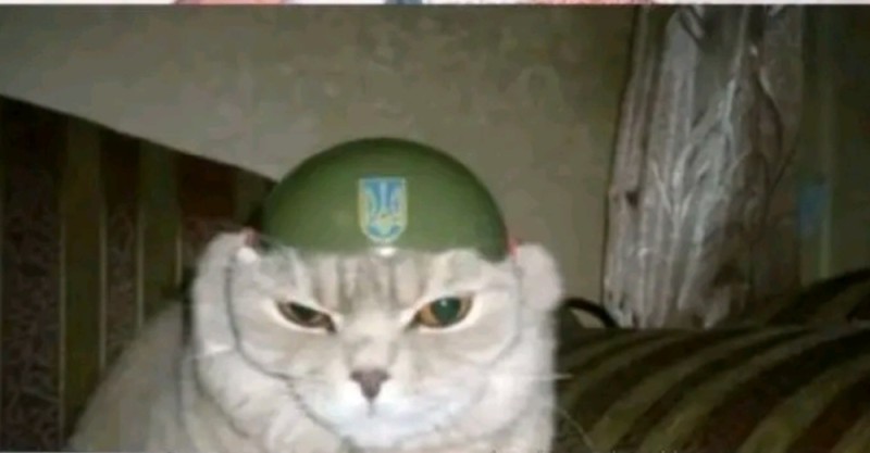 Create meme: a cat in a military helmet, cat paratrooper, cat defender of the fatherland
