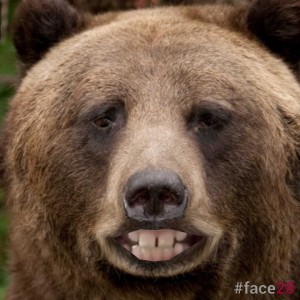 Create meme: the bear smiles, brown bear, the muzzle of the bear