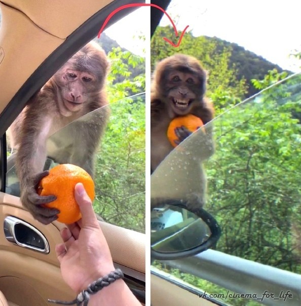 Создать мем: обезьянки, обезьяна радуется апельсину, смешные обезьяны