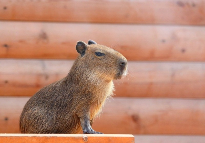 Create meme: little capybara, big capybara guinea pig, capybarin