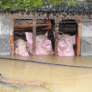 Create meme: sty, piglets mini piggies, pig farm