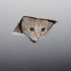 Создать мем: кот в потолке мем, basement cat, кот из потолка