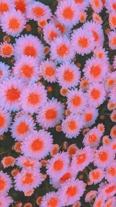 Создать мем: цветы хризантемы, хризантемы, хризантема мультифлора gigi pink