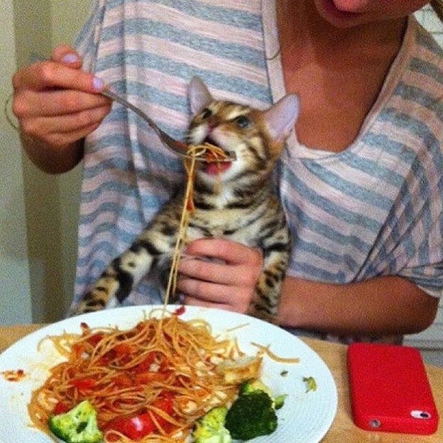 Создать мем: кот, кот и спагетти, кота кормят с ложки