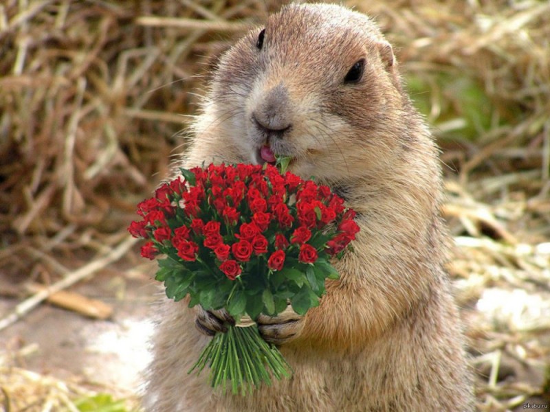 Create meme: the gopher is cute, Groundhog day , gopher meme