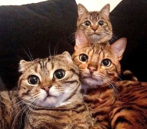 Create meme: Three cats