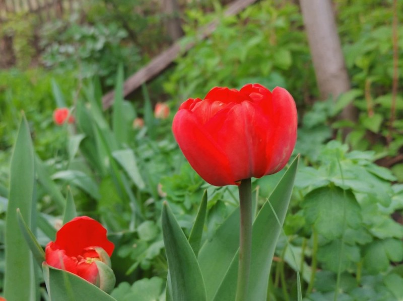 Create meme: red tulip, red tulip kazan, varieties of tulips