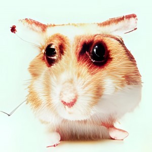 Create meme: ginger hamster, hamster Djungarian, hamster