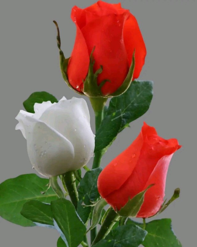 Create meme: rose red, beautiful roses , beautiful rosebuds