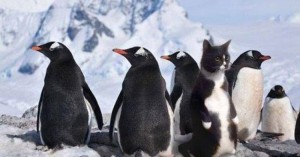 Create meme: gentoo penguin, the penguins of Antarctica, penguin