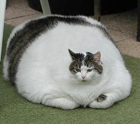 Create meme: the fattest cats in the world, cat fatty, the fattest cats