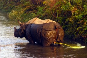 Create meme: national park, Chitwan, Rhino